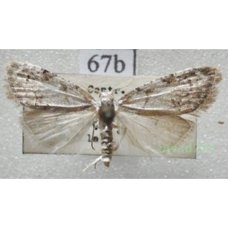 Nola confusalis (Herrich-Schäffer, 1847) Czech67b